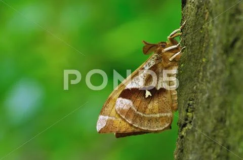 Aglia tau Stock Photos