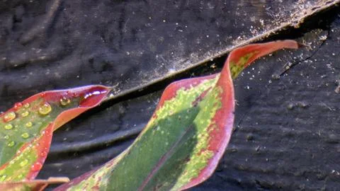 Aglonema flowers with beautiful leaf patterns and colors. Stock Photos