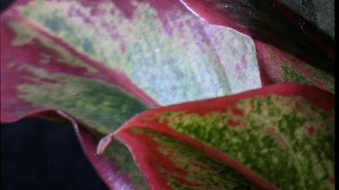 Aglonema flowers with beautiful leaf patterns and colors. Stock Photos