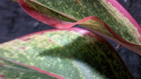 Aglonema flowers with beautiful leaf patterns and colors. Stock Photos