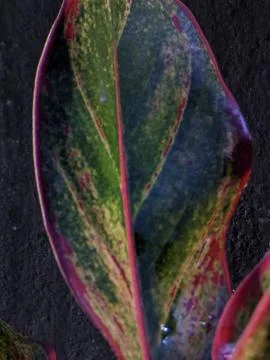 Aglonema flowers with beautiful leaf patterns and colors Stock Photos