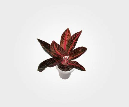 Aglonema Flowers Stock Photos