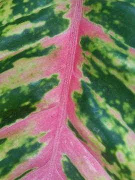 Aglonema leaf Stock Photos