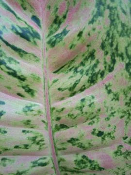 Aglonema leaf Stock Photos