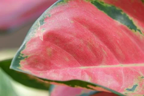 Aglonema leaf texture Stock Photos