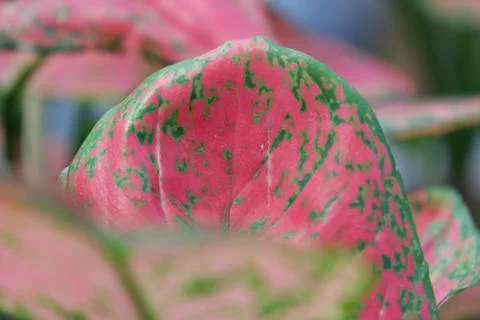 Aglonema leaf texture Stock Photos