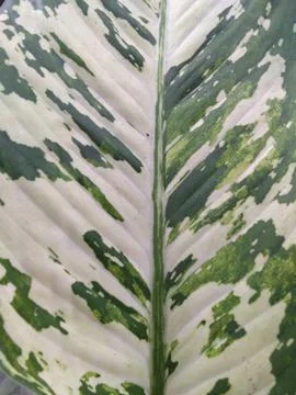 Aglonema leaves With batik pattern Stock Photos