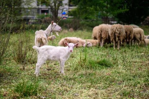 Agnello sull'erba Stock Photos