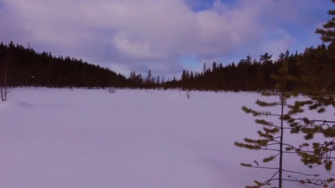 Ago near small pine trees Video stock 90743472