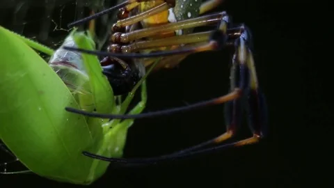 Agonizing grasshopper after the deadly bite of a nephilid spider Video stock 79768124