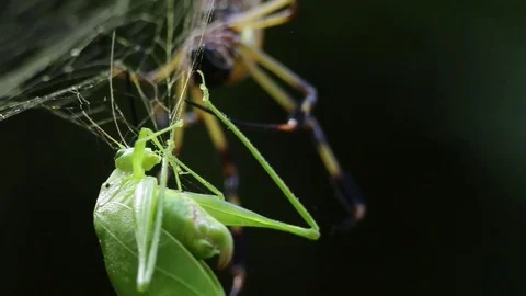Agonizing grasshopper in spider web Stock-Footage 79778355