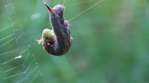 Agony Of A Caterpillar Stock Footage 41670748