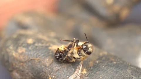 Agony of dying bee after use his sting Stock Footage 114316565