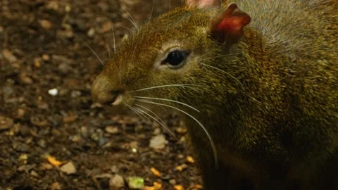 Agouti  close up Stock Footage 135065553
