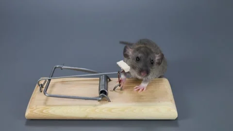 An agouti-colored baby rat eats food from a mousetrap. Rodent on a gray Stock Footage 261948430