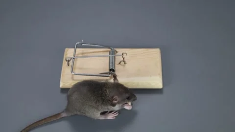 An agouti-colored baby rat eats food from a mousetrap. Rodent on a gray Stock Footage 261949582