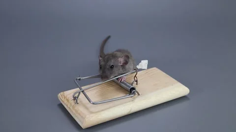 An agouti-colored baby rat eats food from a mousetrap. Rodent on a gray Stock Footage 261950624