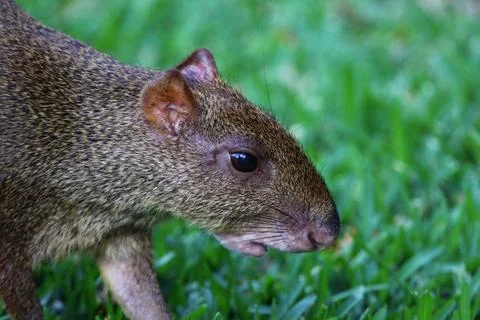 Agouti Face Stock Photos