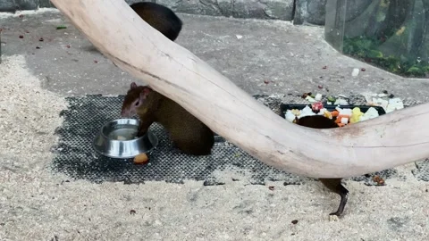Agouti is kept in a zoo 스톡 동영상 329091983