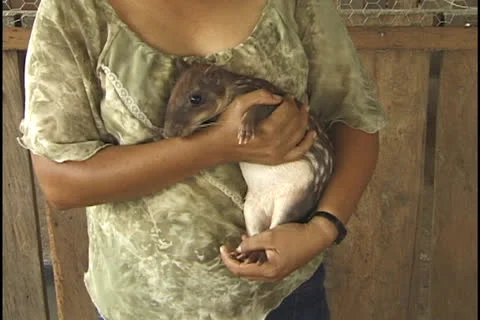 Agouti or paca at a farm in the state of Acre, Brazil. Stock Footage 24253341