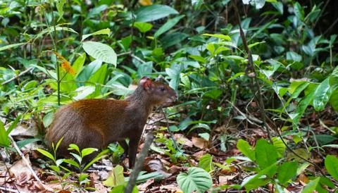 Agouti Stock Photos