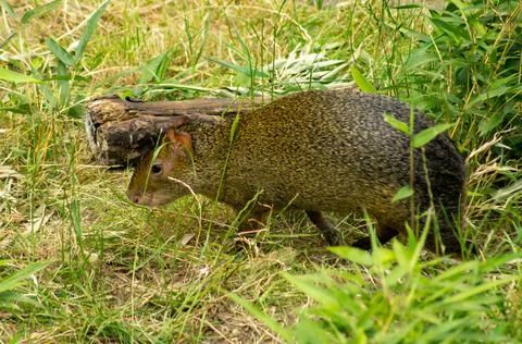 Agouti Stock Photos