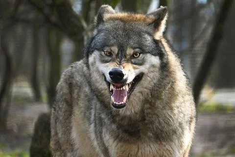 Agression Stock Photos