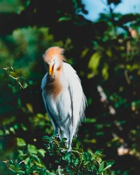 Agressive bird portrait Stock Photos