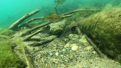 Agressive bluegill protects it spawning bed by chasing others away Stock Footage 230922983