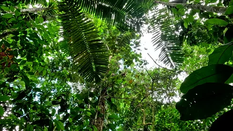 Agressive capuchin monkeys in a tropical tree canopy moving the branches Видео 336924980