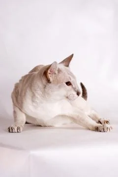 Agressive cat Stock Photos