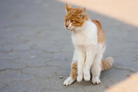 Agressive cat Fotos Stock