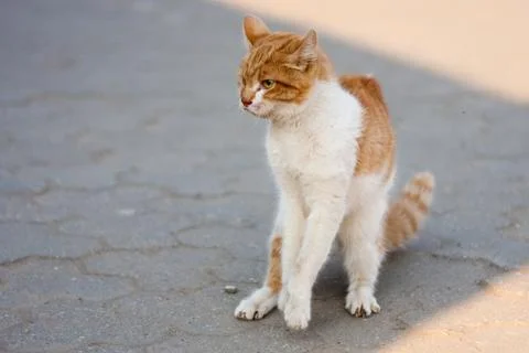 Agressive cat Stock Photos