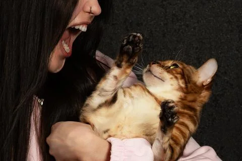 Agressive cat Stock Photos