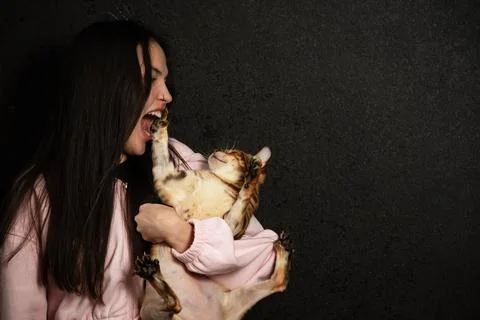 Agressive cat Stock Photos