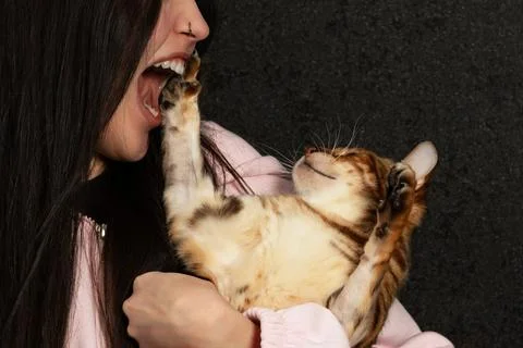 Agressive cat Stock Photos