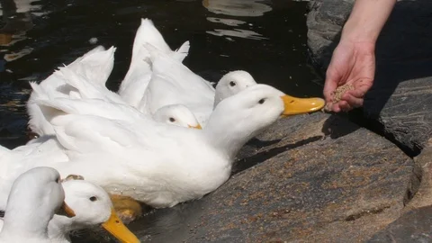 Agressive ducks feed from a womans hand Stock Footage 116113241