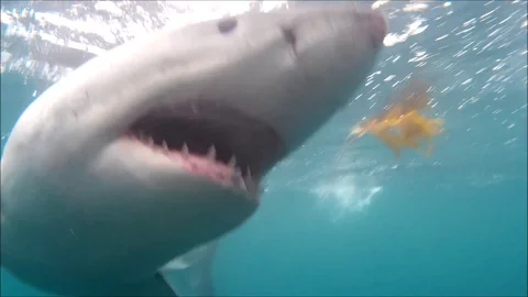 Agressive great white shark Stock Footage