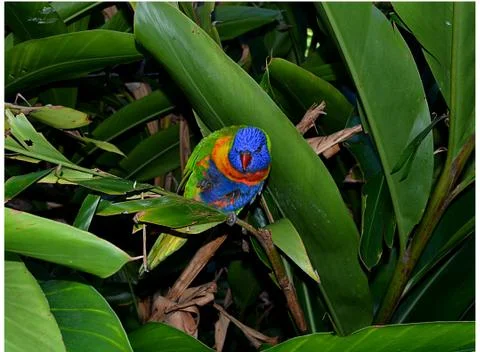 AgressiveDude Stock Photos