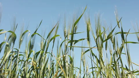 Agreste Symphony: The Movement of Grain Threads Stock Footage 271305180