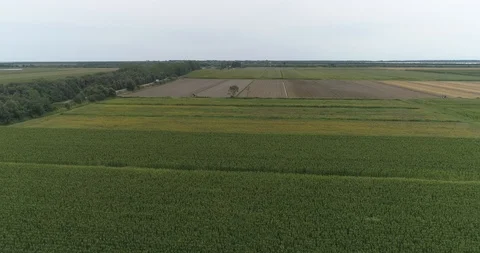 Agri-UAV distribute Trichogramma eggs Vídeo Stock 114176889