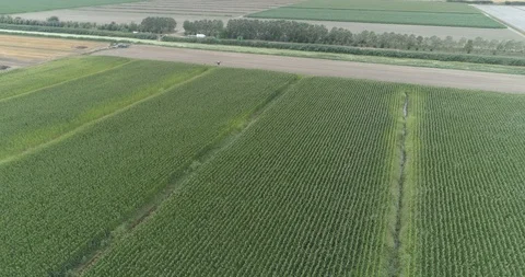 Agri-UAV distribute Trichogramma eggs Vídeo Stock 114177731