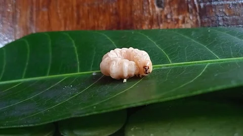 Agrianome Stock Footage 220635961