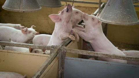 Agribusiness industry. Asked for playing with each other Stock Footage 104512094
