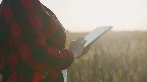 Agribusiness worker with a tablet in a field of wheat at sunset writes data. Stock Footage 248319821