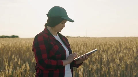 Agribusiness worker with a tablet in a field of wheat at sunset writes data. Stock Footage 251018576