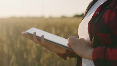 Agribusiness worker with a tablet in a field of wheat at sunset writes data. Stock Footage 251018608
