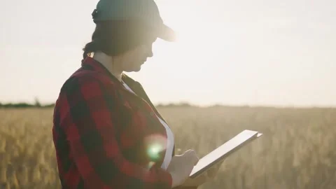 Agribusiness worker with a tablet in a field of wheat at sunset writes data. Stock Footage 251758608