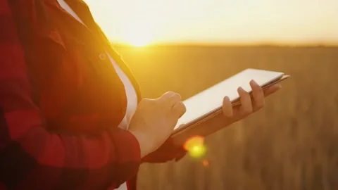 Agribusiness worker with a tablet in a field of wheat at sunset writes data. Stock Footage 272977261