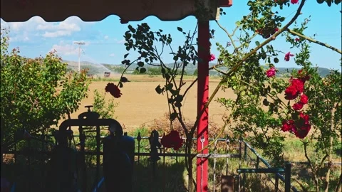 AGRICALTURAL LIFE THINGS TOOLS RED ROSES  IN COURTYARD Video stock 281951277